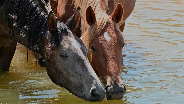 Herd of horses drinking water in the river in summer. 4K slow motion
