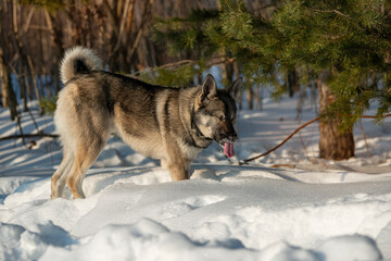 the dog ate tasteless food and she is disgusted