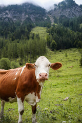 Fototapeta na wymiar Vertical Brown and White Cow with Austrian Mountains. Bos Taurus in European Nature.