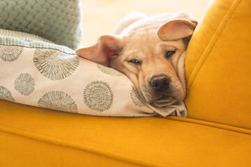Labrador puppy in home interior