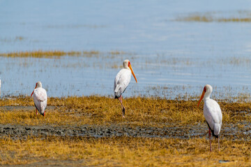 Wild birds in Serengeti National Park