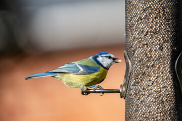 A close up of a blue tit perched on a bird feeder, on a sunny day in February