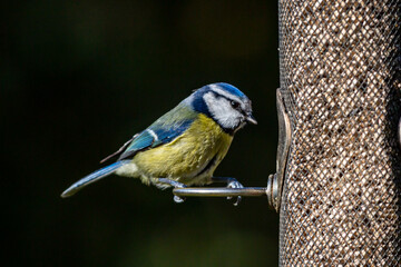 A close up of a blue tit perched on a bird feeder, on a sunny day in February