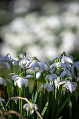 An abundance of snowdrop flowers, with selective focus