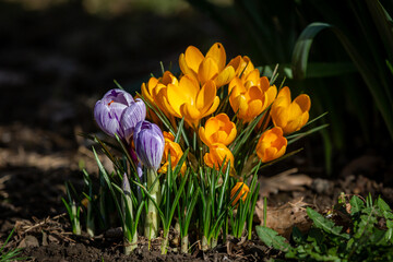 A close up of crocus flowers in the sunshine, with a shallow depth of field