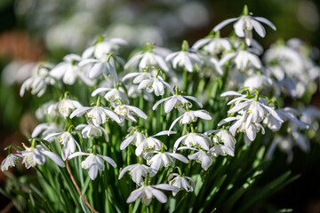 Pretty snowdrop flowers in the   February sunshine
