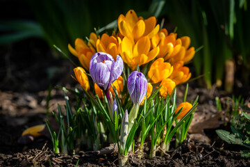 A close up of crocus flowers in the sunshine, with a shallow depth of field