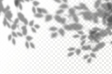 Realistic shadow tropical leaves and branches on transparent checkered background. The effect of overlaying shadows. Natural light layout.