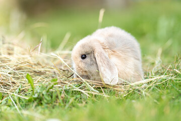 cute baby rabbit outside in garden