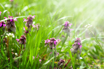Natural background of purplle flowers