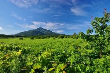 富士野園地から望む利尻岳 - obrazy, fototapety, plakaty