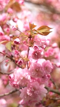 Vertical video of pink cherry blossoms and flowers branch on a tree in spring bloom.  Japanese sakura trees. 