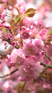 Vertical video of pink cherry blossoms and flowers branch on a tree in spring bloom.  Japanese sakura trees. 