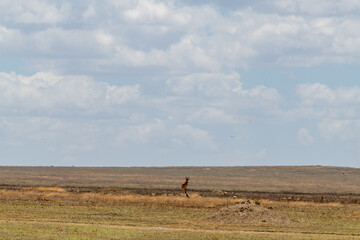 Wild Thomson's gazelles in serengeti national park