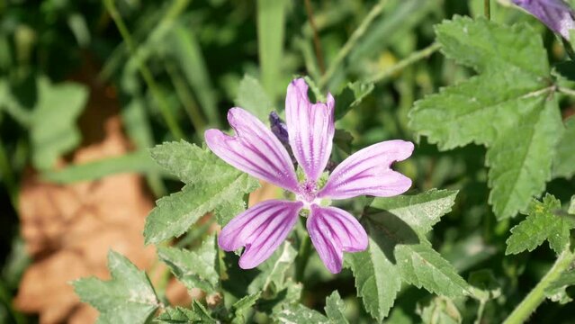 purple mallow flower in nature close-up, malva video