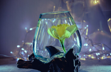 Gelbe Blume Glas Tinte Wasser Osterglocke Narzisse