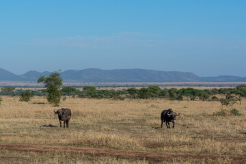 Wild buffaloes in Serengeti National Park
