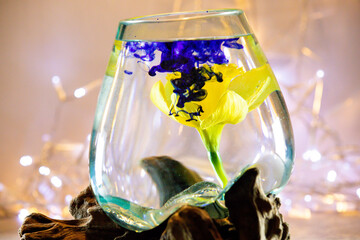Gelbe Blume Glas Tinte Wasser Osterglocke Narzisse