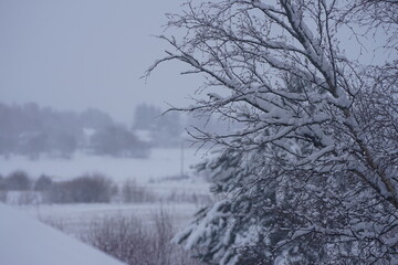 snow covered trees