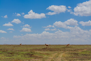 Naklejka premium Wild Thomson's gazelles in serengeti national park