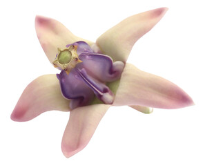Calotropis gigantea or Medicinal Crown flower