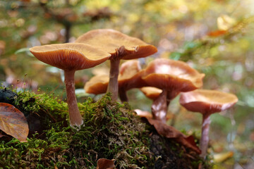 Yellow mushrooms in the forest