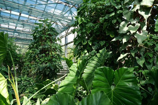 Photosynthesis in plants. Green plants in hothouse. Sun shines on plant