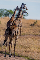 wild giraffes in Serengeti National Park in the heart of Africa
