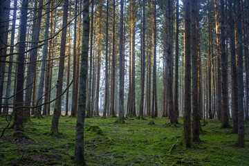 Fototapeta na wymiar sun shining through the trees in an evening forest