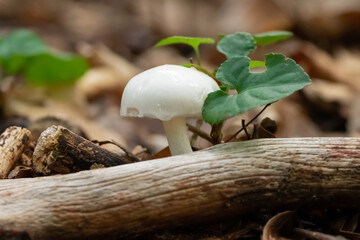 Biały grzyb w lesie