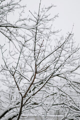 Tree with white snow on branches in frost. Photography, beautiful winter nature.