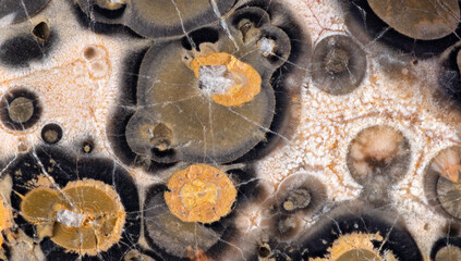 brown and black turtle agate cracked structure