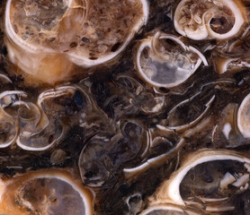 dark brown agate structure macro