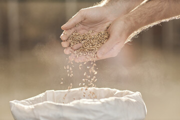 Close up of male hands pouring wheat crops