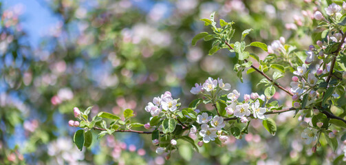 pink apple tree flowers and buds on bright background