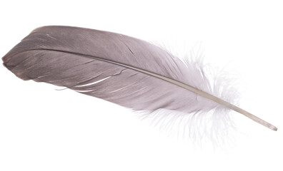 grey goose one feather isolated on white