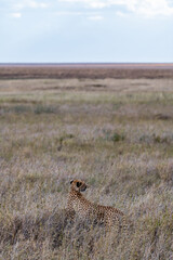 Wild cheetah in serengeti national park