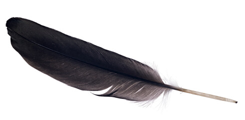 large black one feather on white