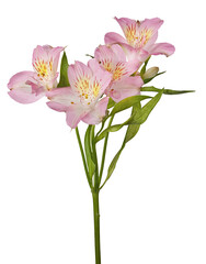 branch of light pink freesia flowers isolated on white