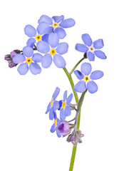 Fototapeta na wymiar blue forget-me-not ten blooms on stem flower