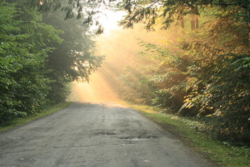 morning in the forest-1