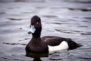  tufted duck, at Schlosspark Charlottenburg in the evening