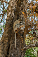 Wild monkeys in the African savannah