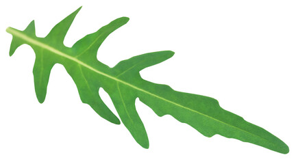 Fresh arugula or rucola leaves