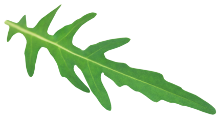 Fresh arugula or rucola leaves