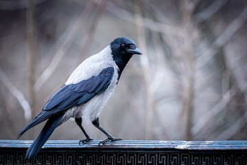 Hooded crow on an iron balustrade, at Schlosspark Charlottenburg in the evening