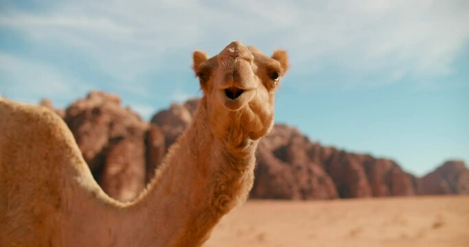 Close shot of Camel turning Head and Smiling in Wadi Rum Desert in Jordan, Middle East. One-humped Wild Mammal Animal posing to camera in wildlife nature. 4k gimbal portrait medium shot