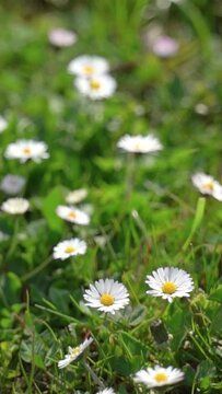 Vertical video of white daisies in a wild green meadow field swaying on the wind on a sunny day.
