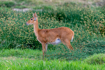 Wild Thomson's gazelles in the African savannah