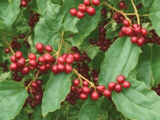 arabica coffee berries arabica coffee berries gia lai vietnam